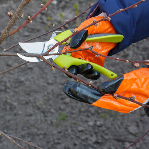 Garden Scissors